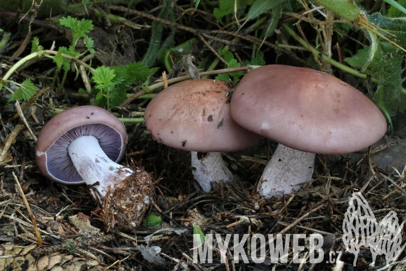 What preparation of remedial mushrooms is the best?