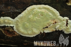 Gloeoporus pannocinctus