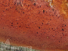 Auriporia aurulenta