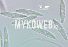 Phaeohelotium geogenum