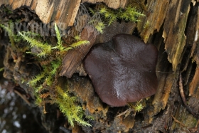 Pachyella violaceonigra
