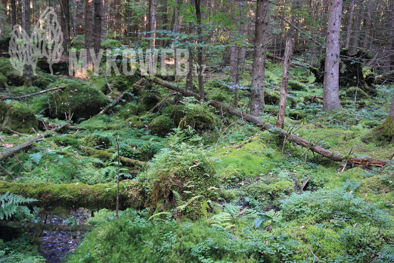 Mycoflora of Bavarian Forest National Park