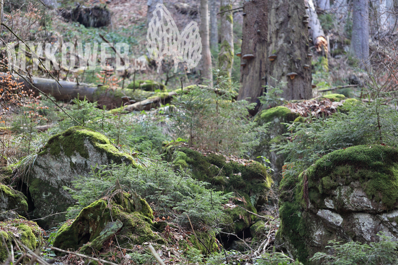 Mycoflora of Bavarian Forest National Park