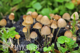 Mycoflora of Bavarian Forest National Park