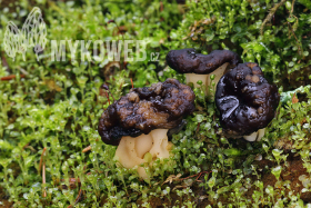 Mycoflora of Bavarian Forest National Park