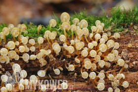 Mycoflora of Bavarian Forest National Park