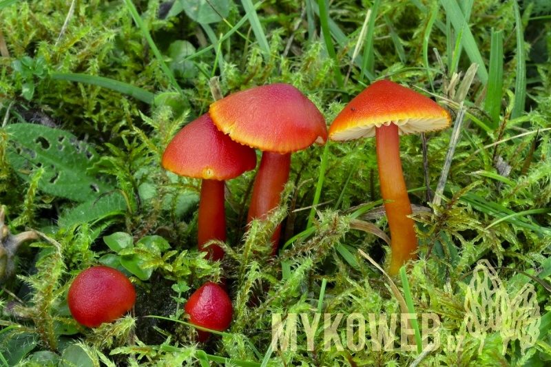 Hygrocybe coccinea