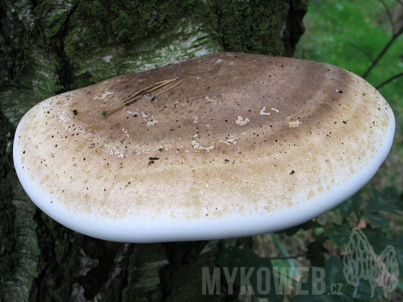 Piptoporus betulinus