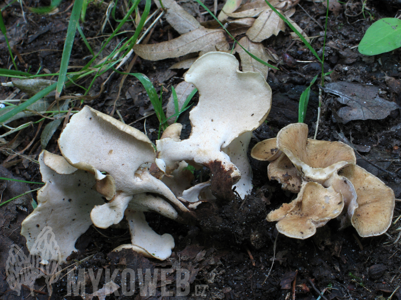 Polyporus melanopus