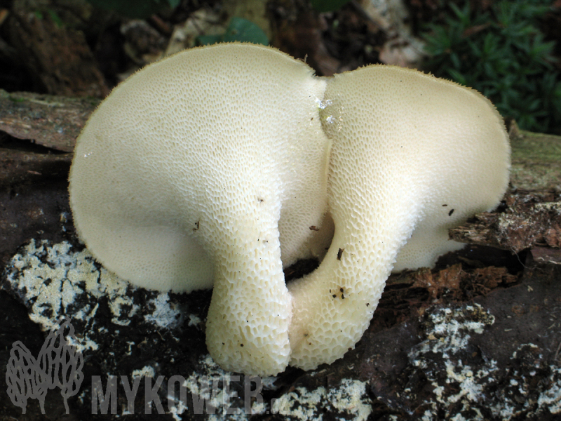 Polyporus tuberaster