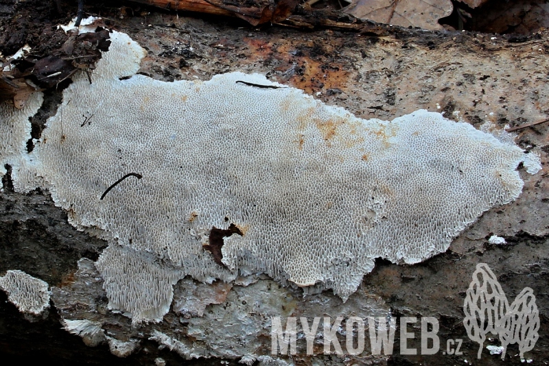 Trametes trogii