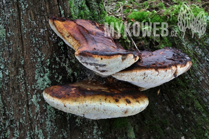 Piptoporus quercinus