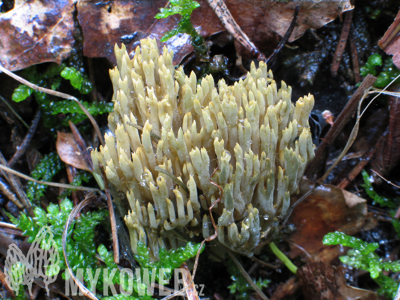 Ramaria abietina