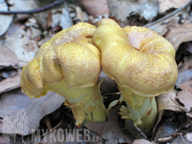 Cantharellus amethysteus