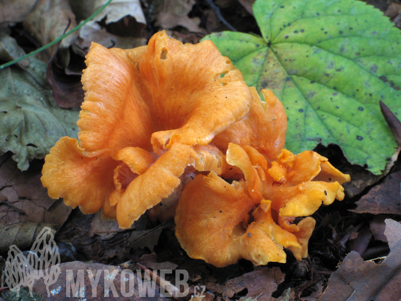 Cantharellus friesii