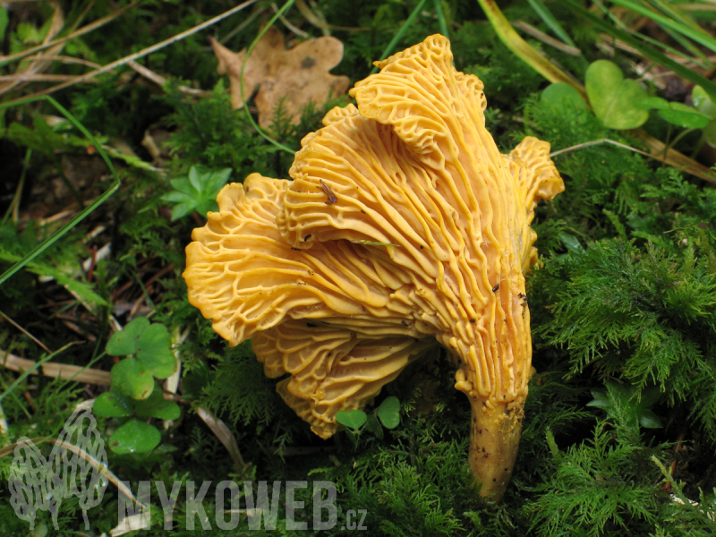 Cantharellus cibarius