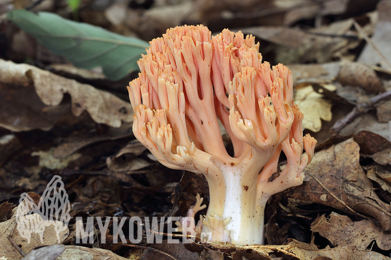 Ramaria subbotrytis