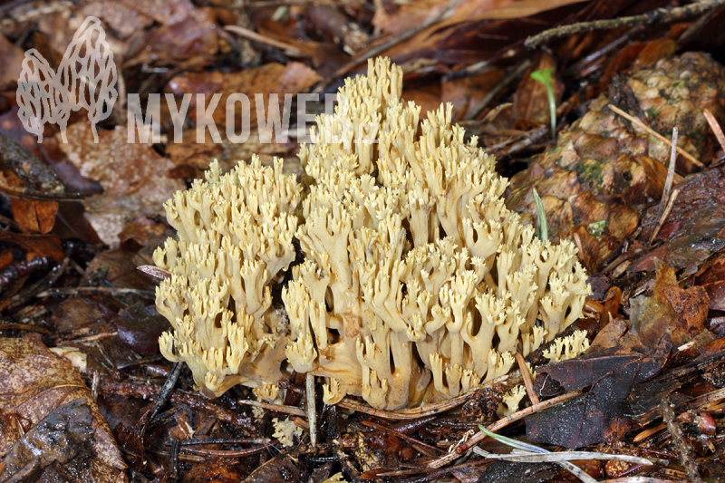 Ramaria decurrens