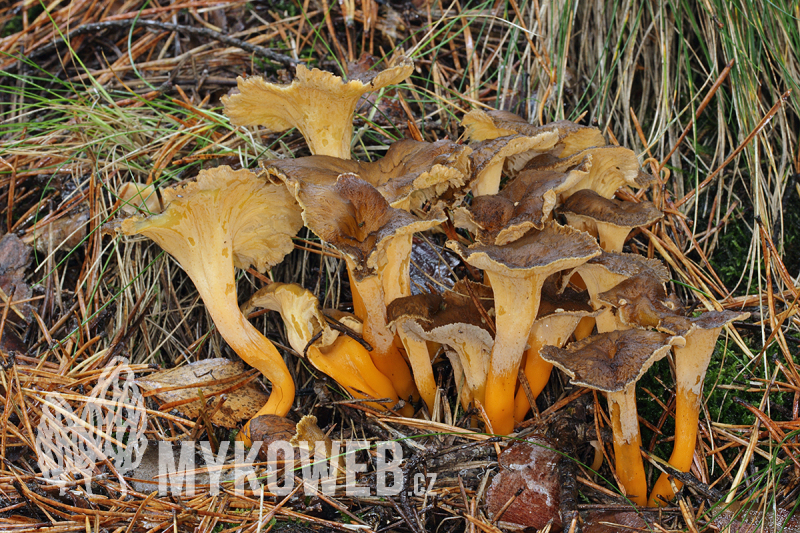 Craterellus lutescens