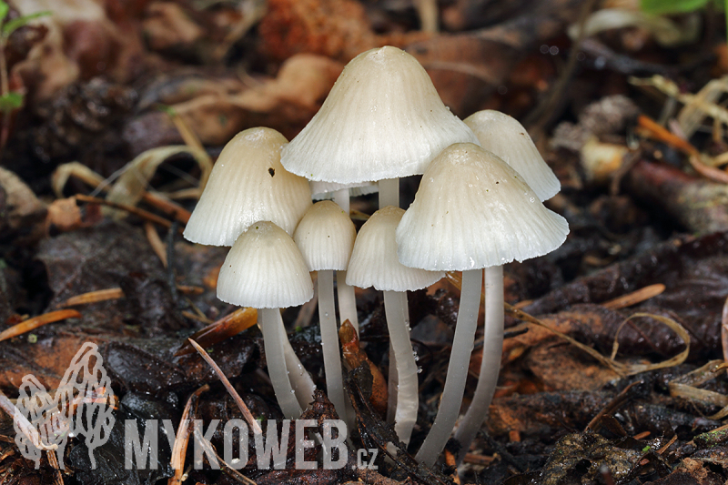 Mycena abramsii