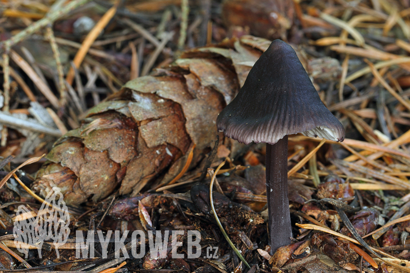 Mycena purpureofusca