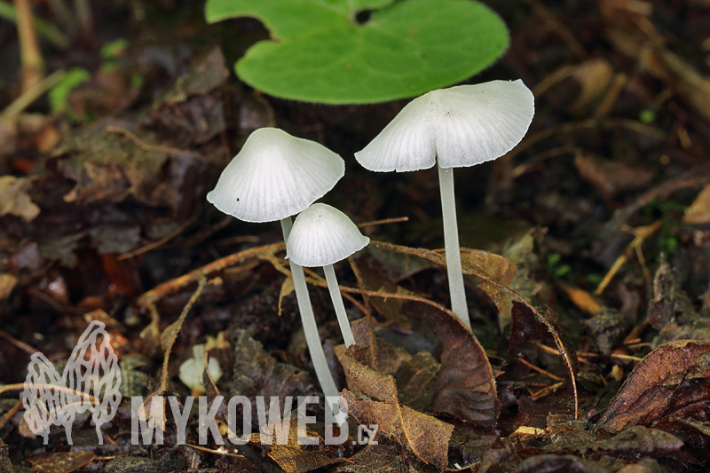 Hemimycena cucullata