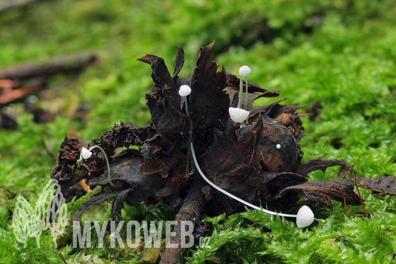 Mycena nucicola