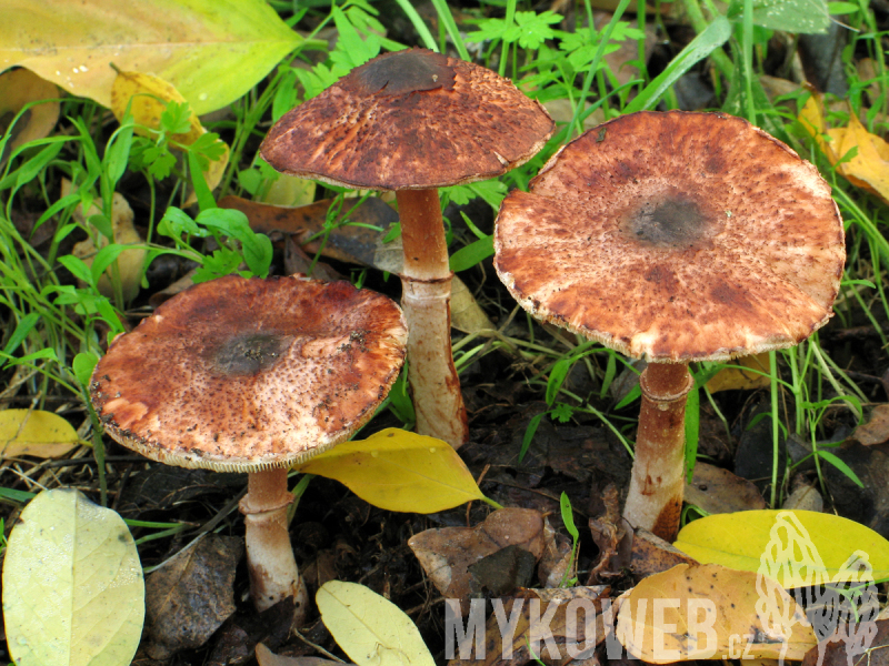 Leucoagaricus croceovelutinus