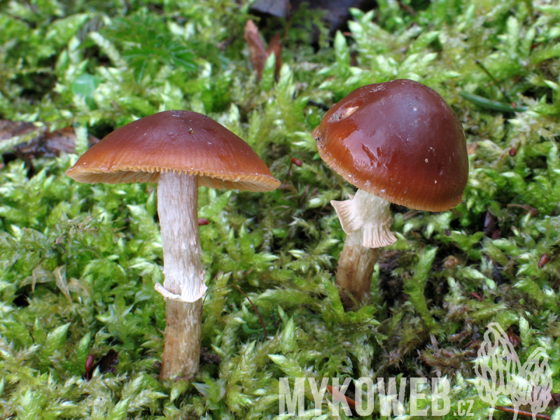 Conocybe aporos