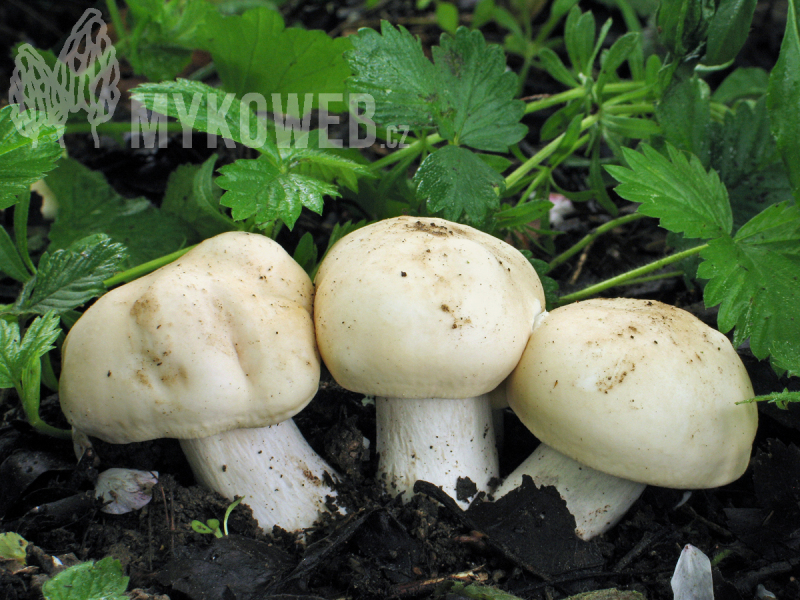 Calocybe gambosa