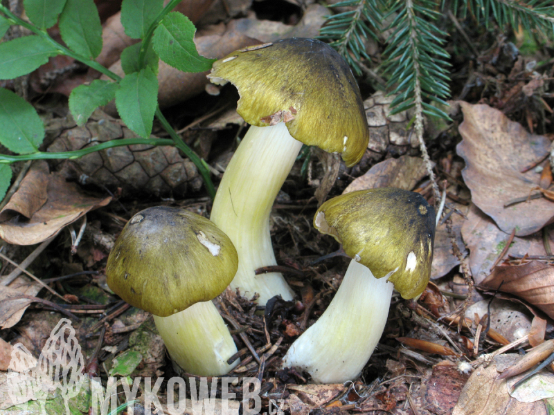 Tricholoma viridilutescens