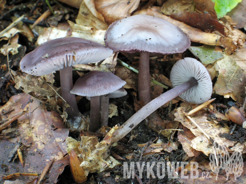 Mycena diosma