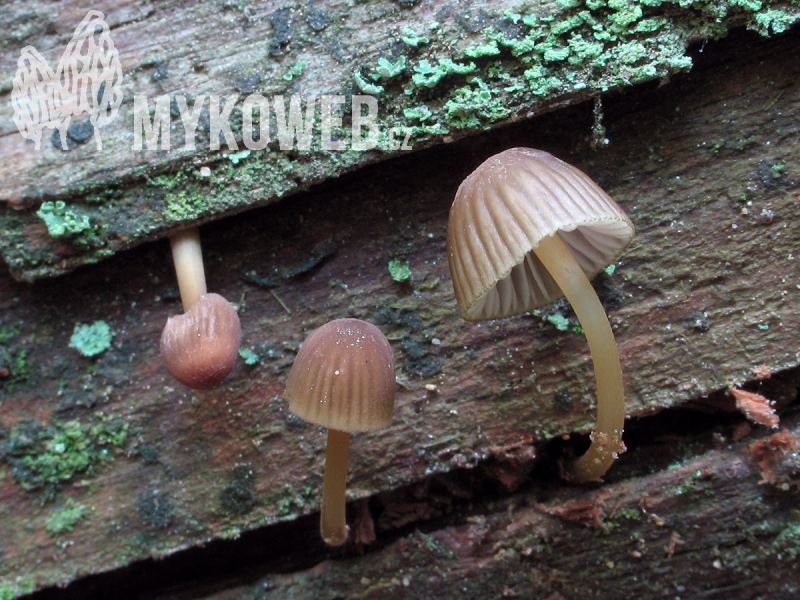 Mycena sanguinolenta