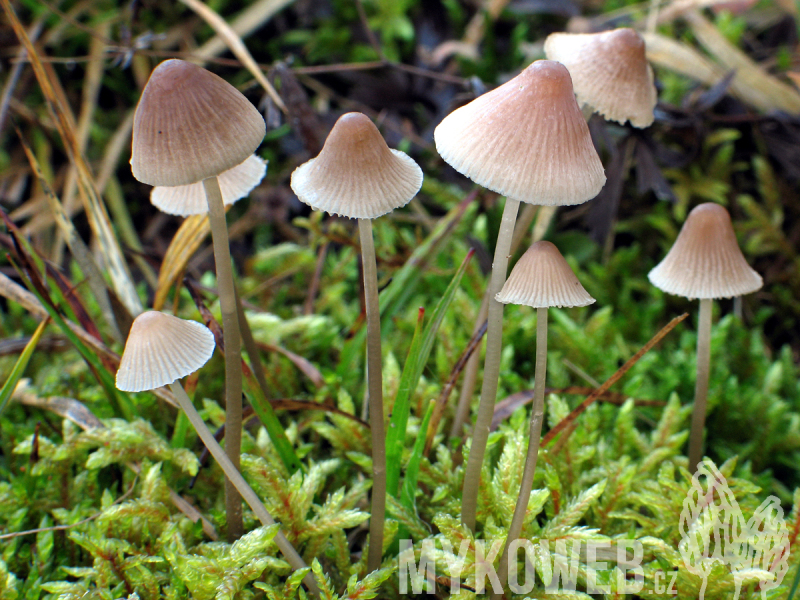 Mycena metata