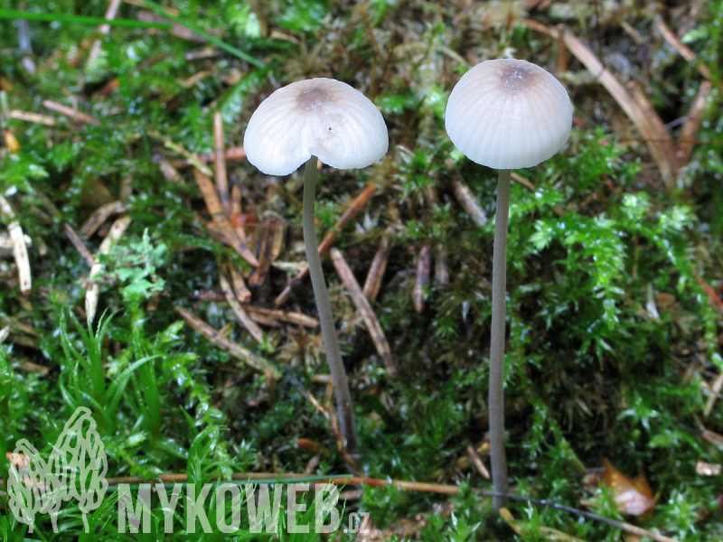 Mycena galopus