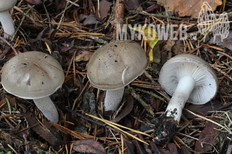 Hygrophorus agathosmus