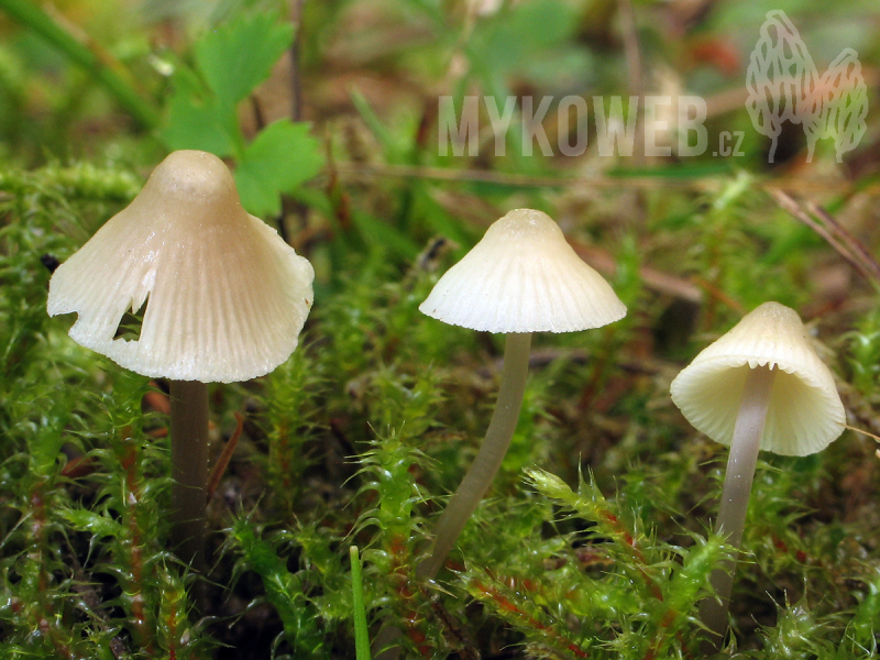 Mycena flavescens