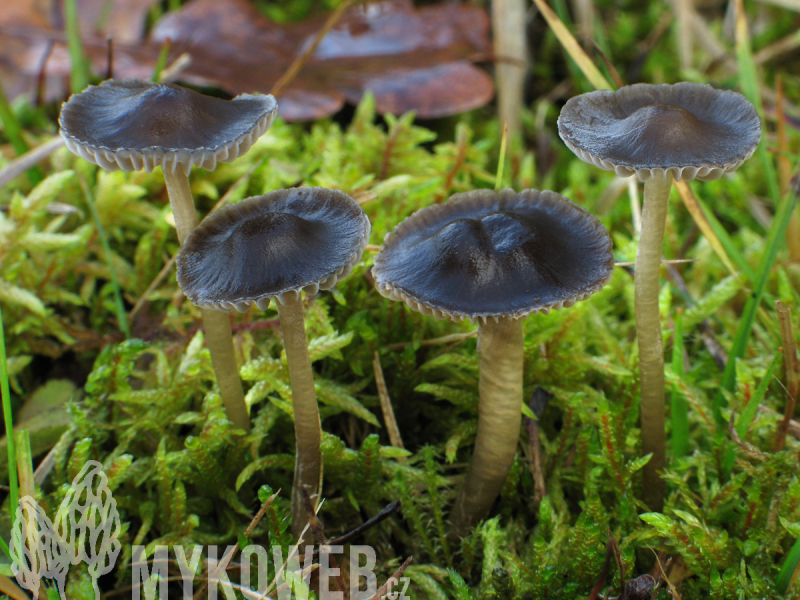 Mycena agrestis