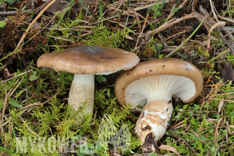 Hygrophorus latitabundus