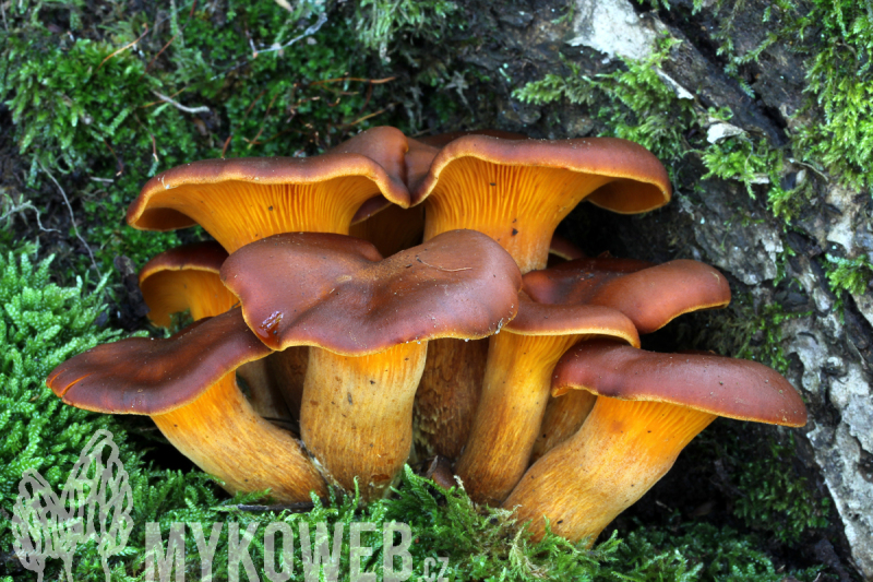Omphalotus olearius