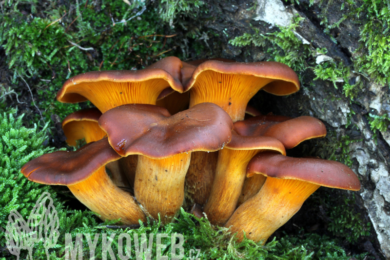 Omphalotus illudens