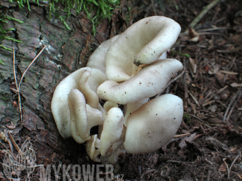 Pleurotus pulmonarius