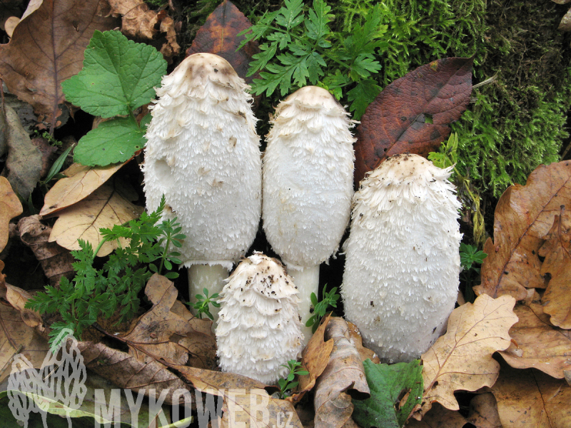 Coprinus comatus