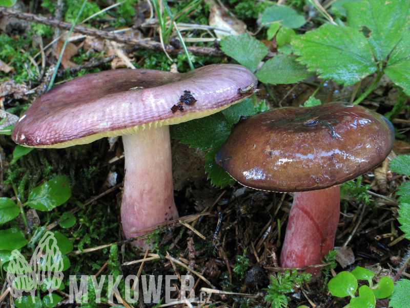 Russula queletii