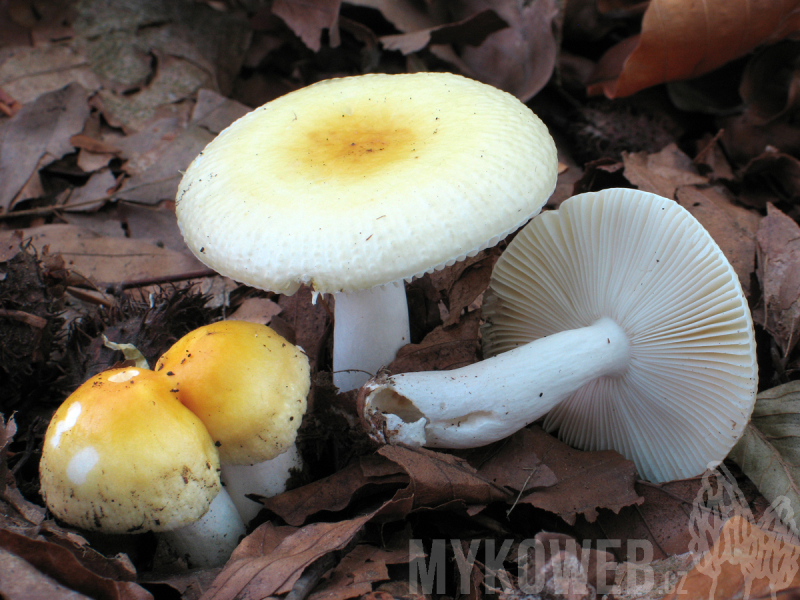 Russula solaris