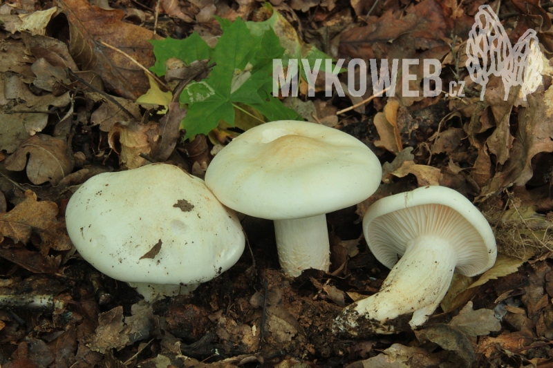 Hygrophorus penarioides