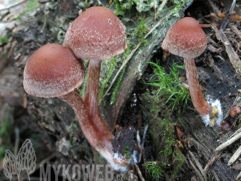 Tubaria confragosa