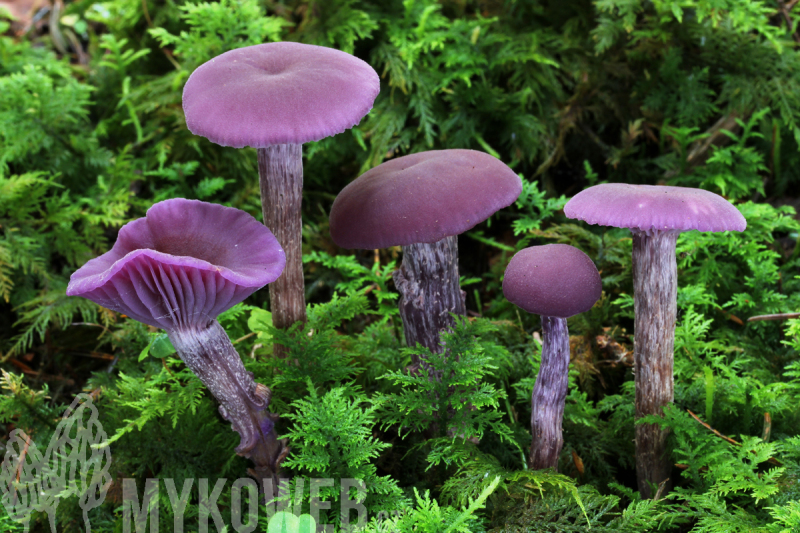 Laccaria amethystina