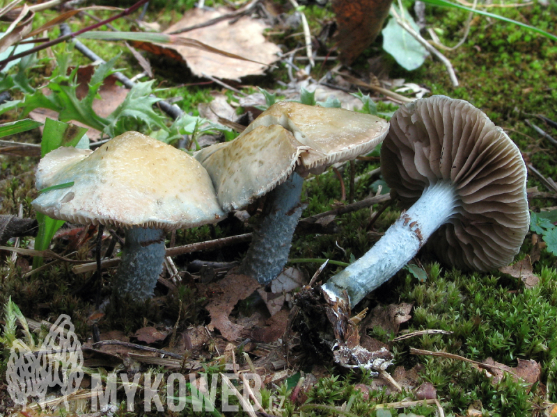 Stropharia caerulea