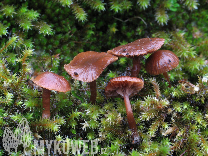 Psilocybe montana
